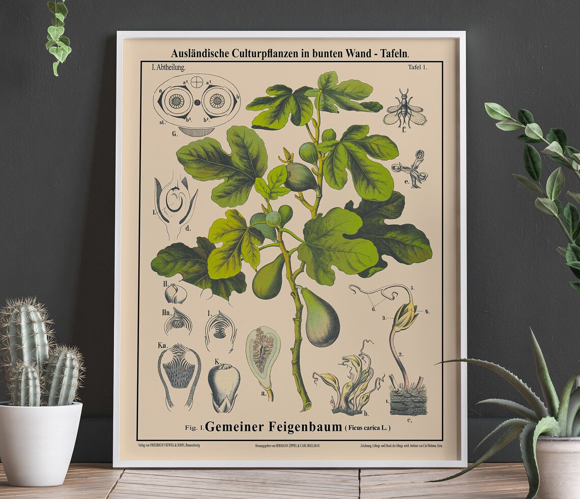 Fig Tree Botanical Drawing, Botanical Art Print