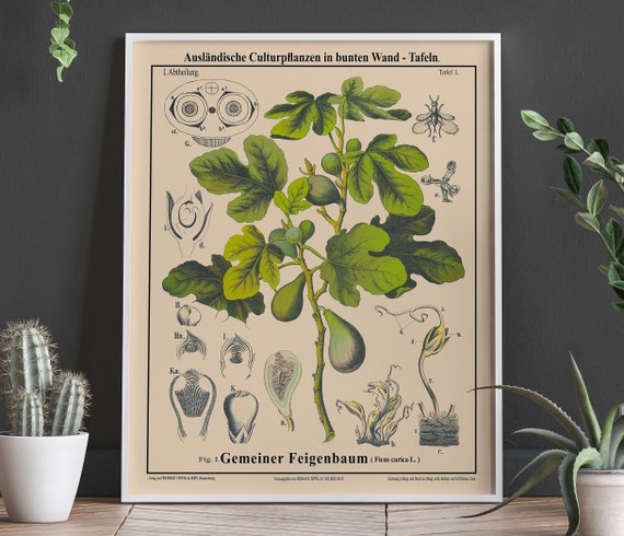 Fig Tree Botanical Drawing, Botanical Art Print