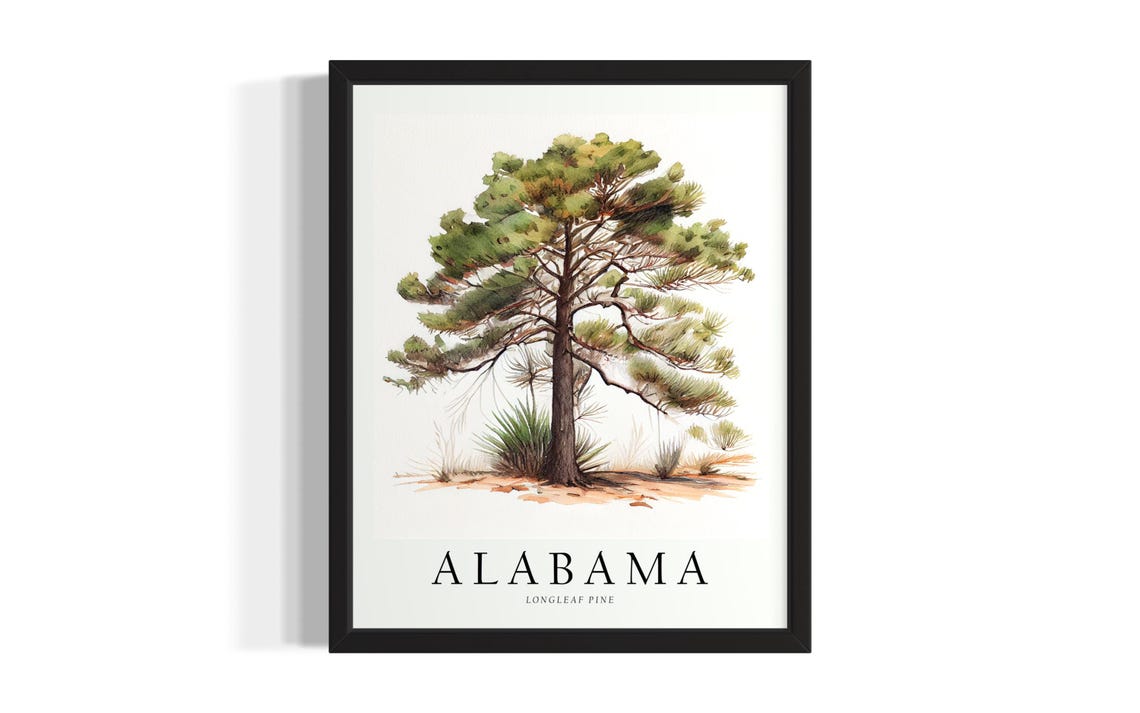 Alabama Longleaf Pine State Tree Botanical Watercolor Study Print