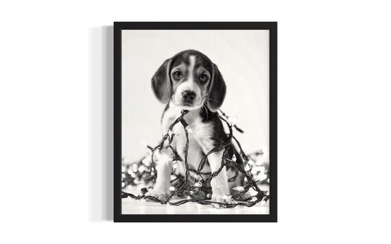 Gentle Beagle Puppy Tangled In Twinkling Christmas Lights Poster