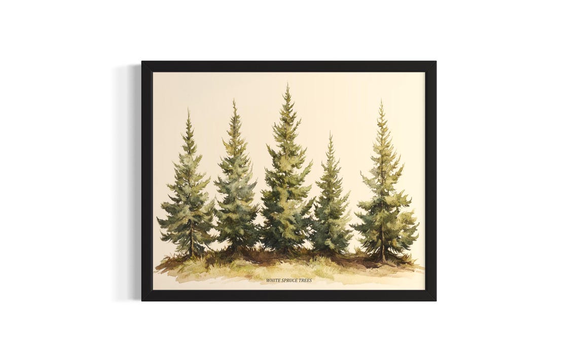 White Spruce Trees Watercolor Forest Botanical Nature Art Poster