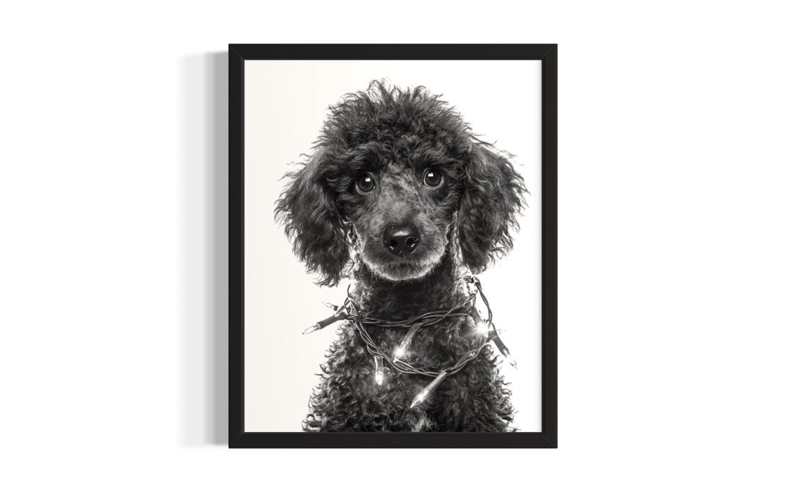 Curly Poodle Puppy Tangled In Twinkling Christmas Lights Poster