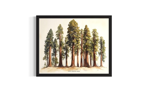 Giant Sequoia Trees Watercolor Botanical Redwood Forest Poster
