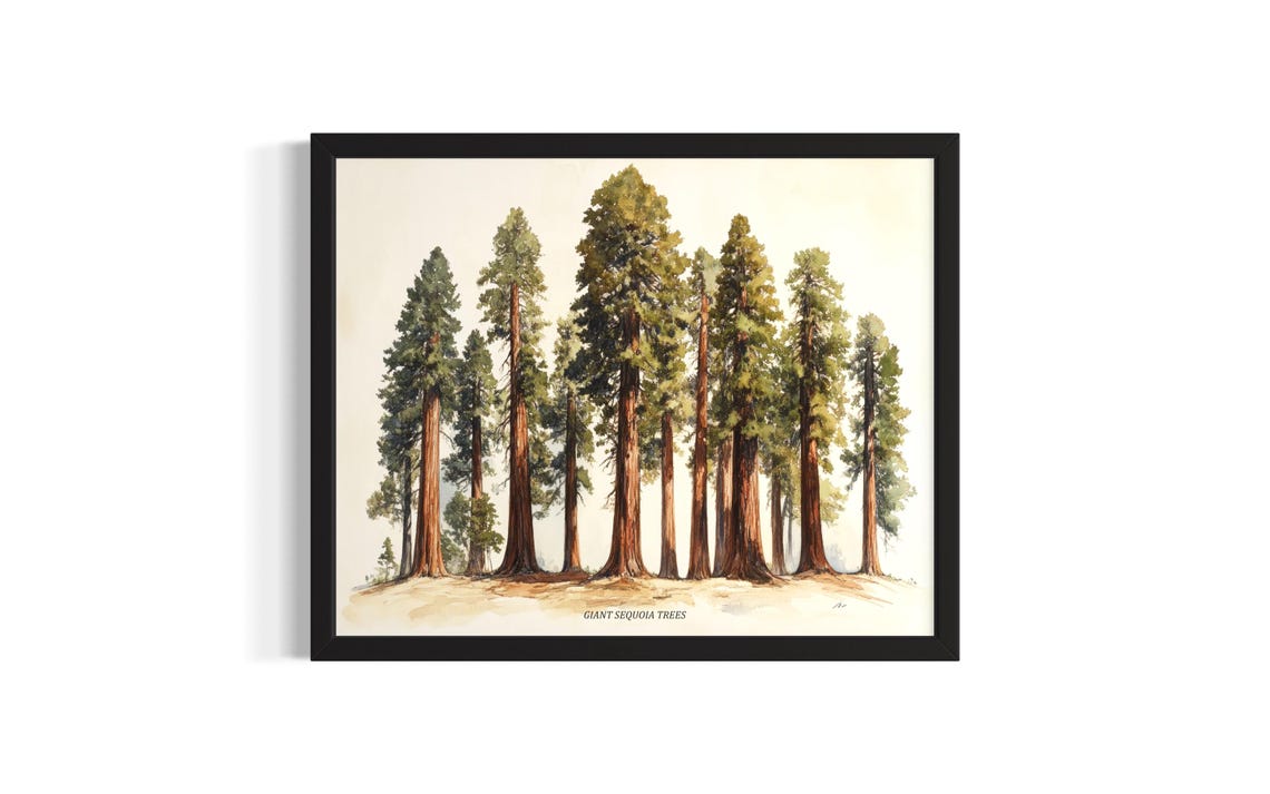 Giant Sequoia Trees Watercolor Botanical Redwood Forest Poster