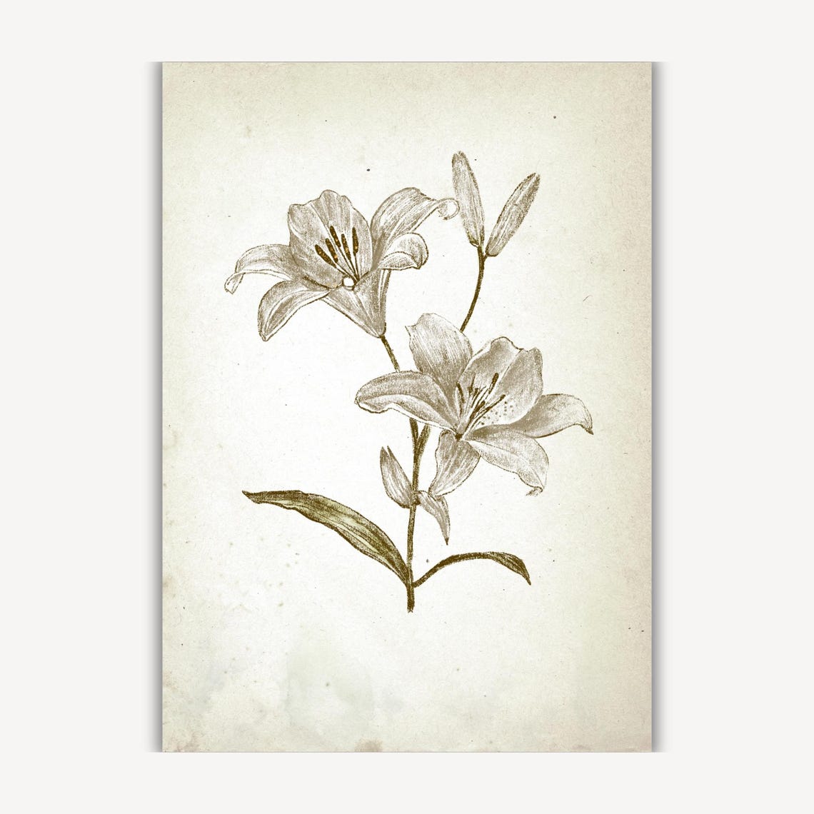 White Lily Flower Delicate Botanical Line Drawing On Wall Art - Image 3