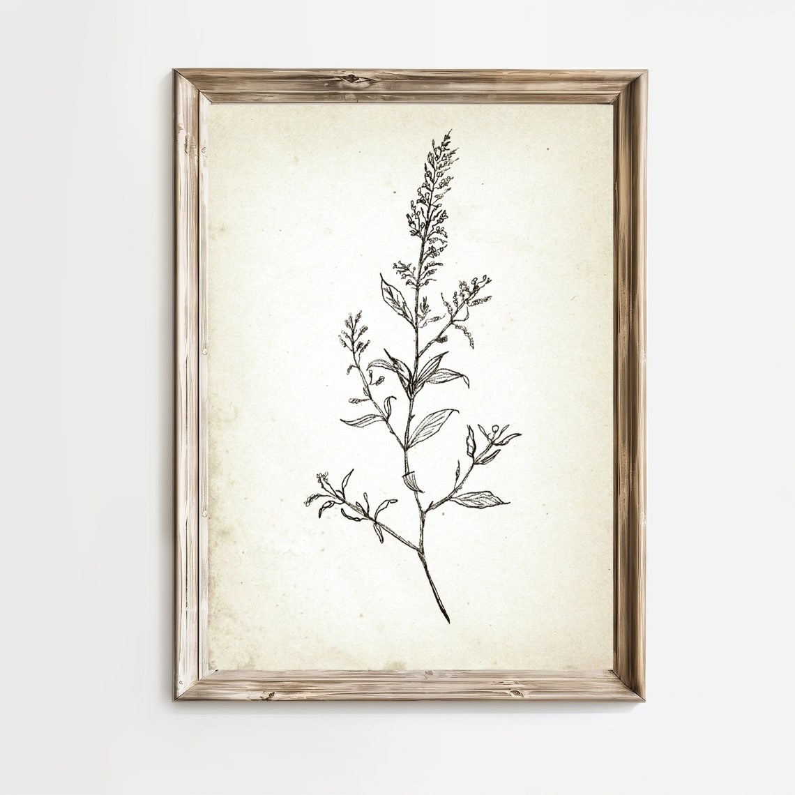 Vintage Wildflower Stem Botanical Sketch Neutral Farmhouse Line Print