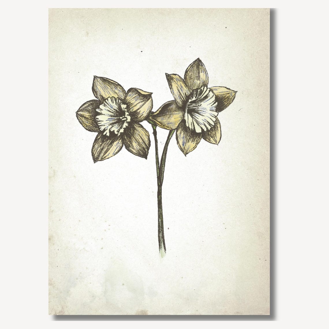 Two Daffodil Blooms On Stem Vintage Botanical Sketch Wall Art Piece - Image 2