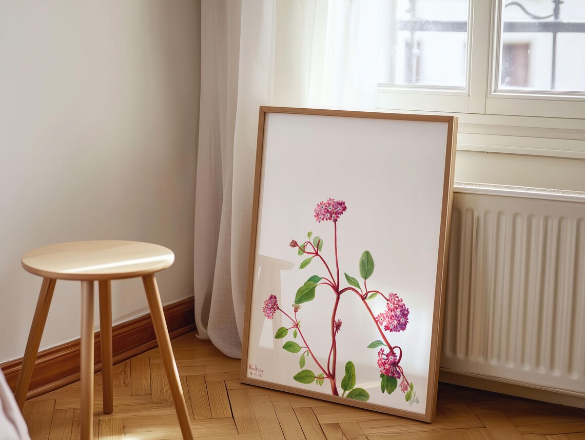 Sand Verbena Pink Wild Blooms Mary Vaux Walcott Botanical Poster
