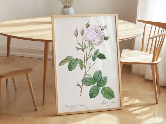 Cabbage Rose Vintage Botanical Illustration White Bloom Art Poster