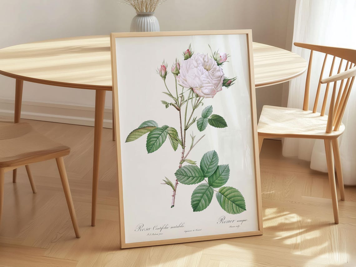 Cabbage Rose Vintage Botanical Illustration White Bloom Art Poster