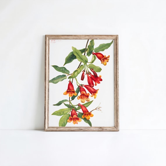 Mary Vaux Walcott Crossvine Orange Trumpet Vine Botanical Print