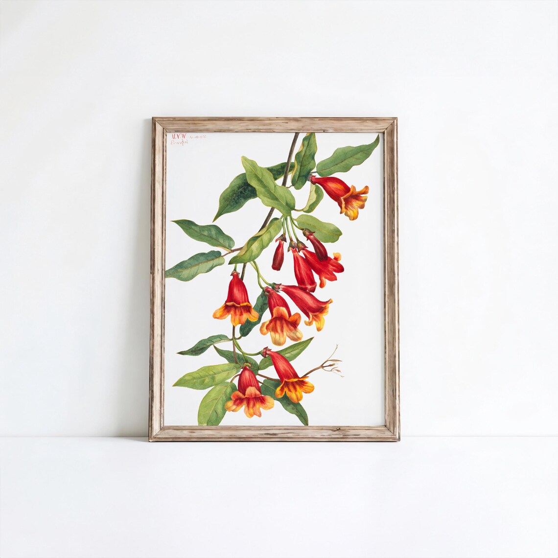 Mary Vaux Walcott Crossvine Print Vintage Botanical Art