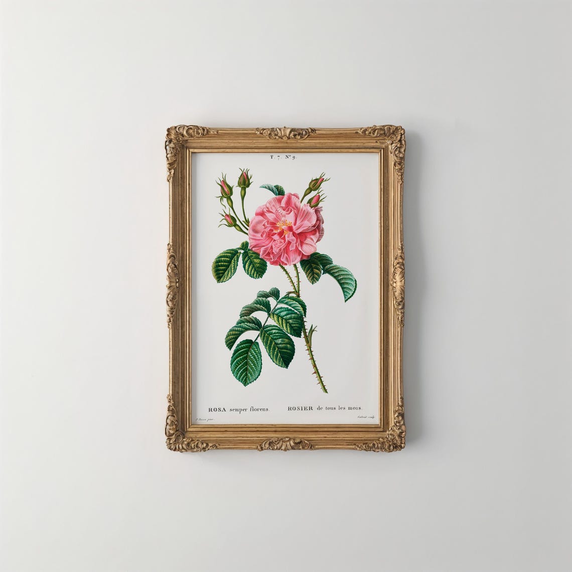 Redoute Pink Rose Rosa Semper Florens Vintage Botanical Art Poster