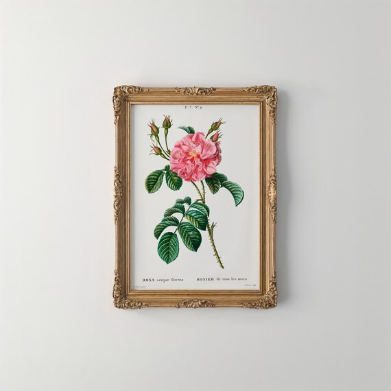 Redoute Pink Rose Rosa Semper Florens Vintage Botanical Art Poster
