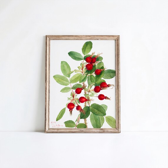 Bourgeau Rose Botanical Art Print Vintage Flower Wall