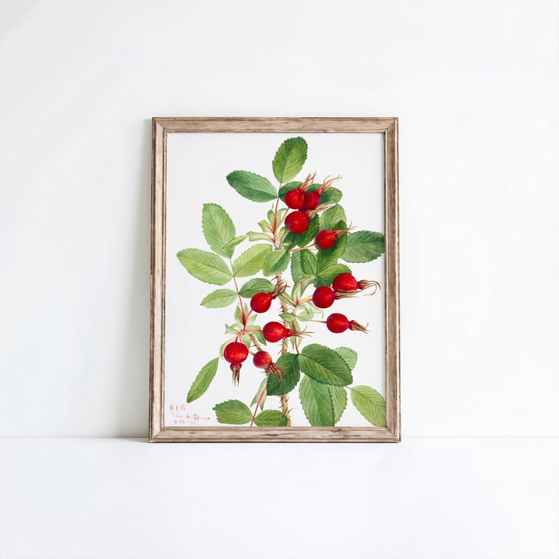 Bourgeau Rose Botanical Art Print Vintage Flower Wall