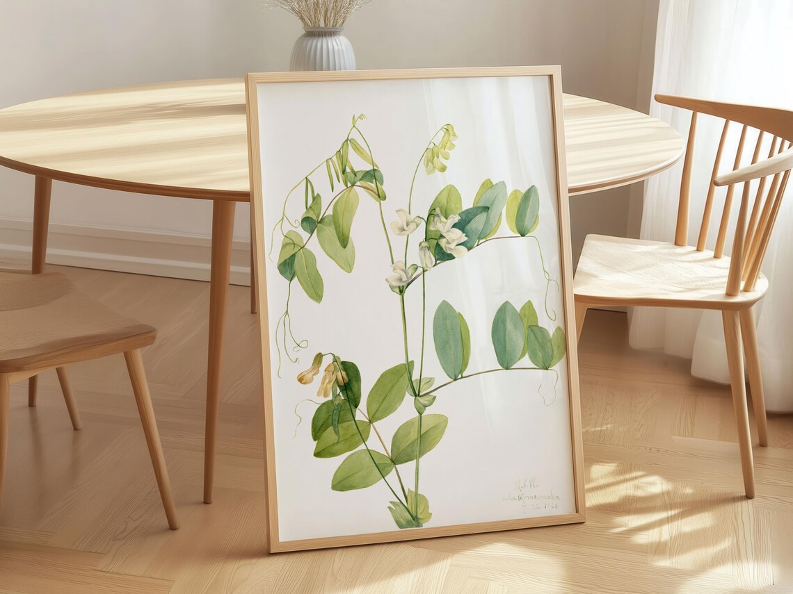 Mary Vaux Walcott White Pea Art Print Vintage Botanical Canvas