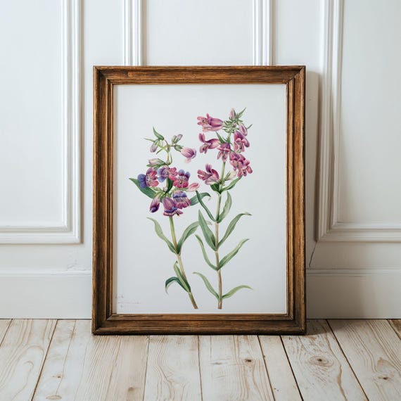 Prairie Pentstemon Flower Art Print Vintage Botanical Illustration