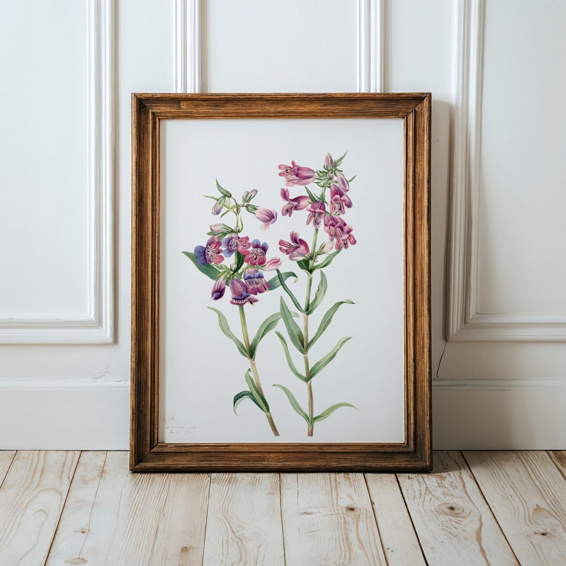 Prairie Pentstemon Flower Art Print Vintage Botanical Illustration