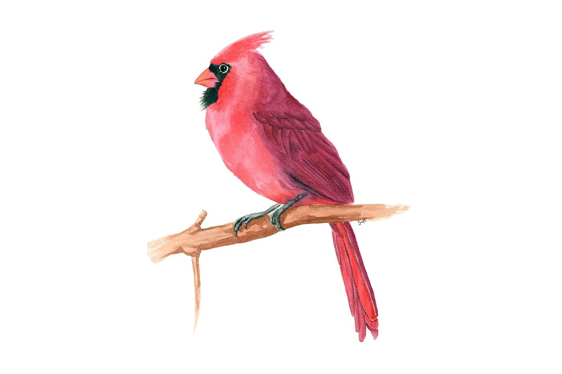 Northern Cardinal Red Songbird Watercolor Bird Painting Poster
