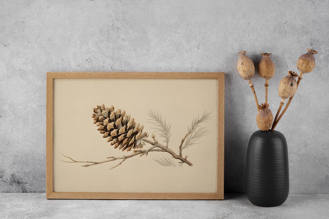 Pine Cone Study Antique Print - Image 4