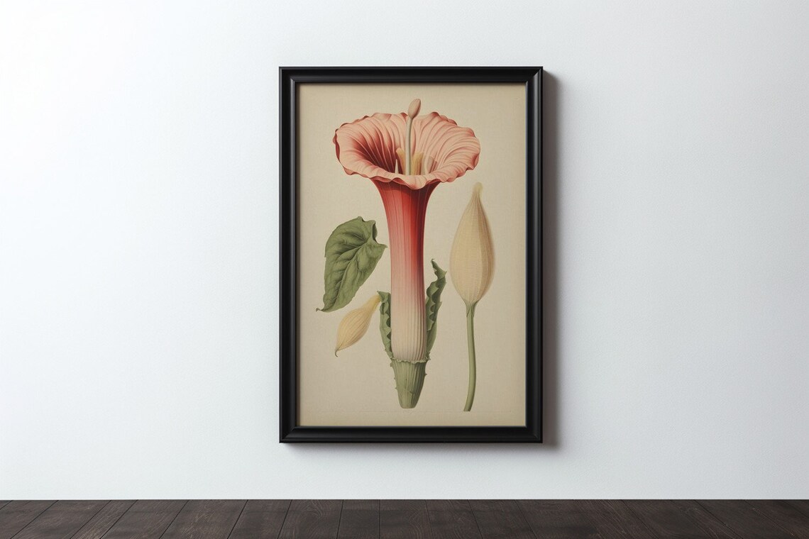 Botanical Regal Trumpet, Antique Arum Flower Sketch - Image 3