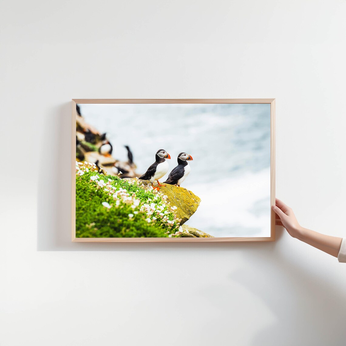 Atlantic Sea Puffins, Irish Coastline Art Print - Image 2