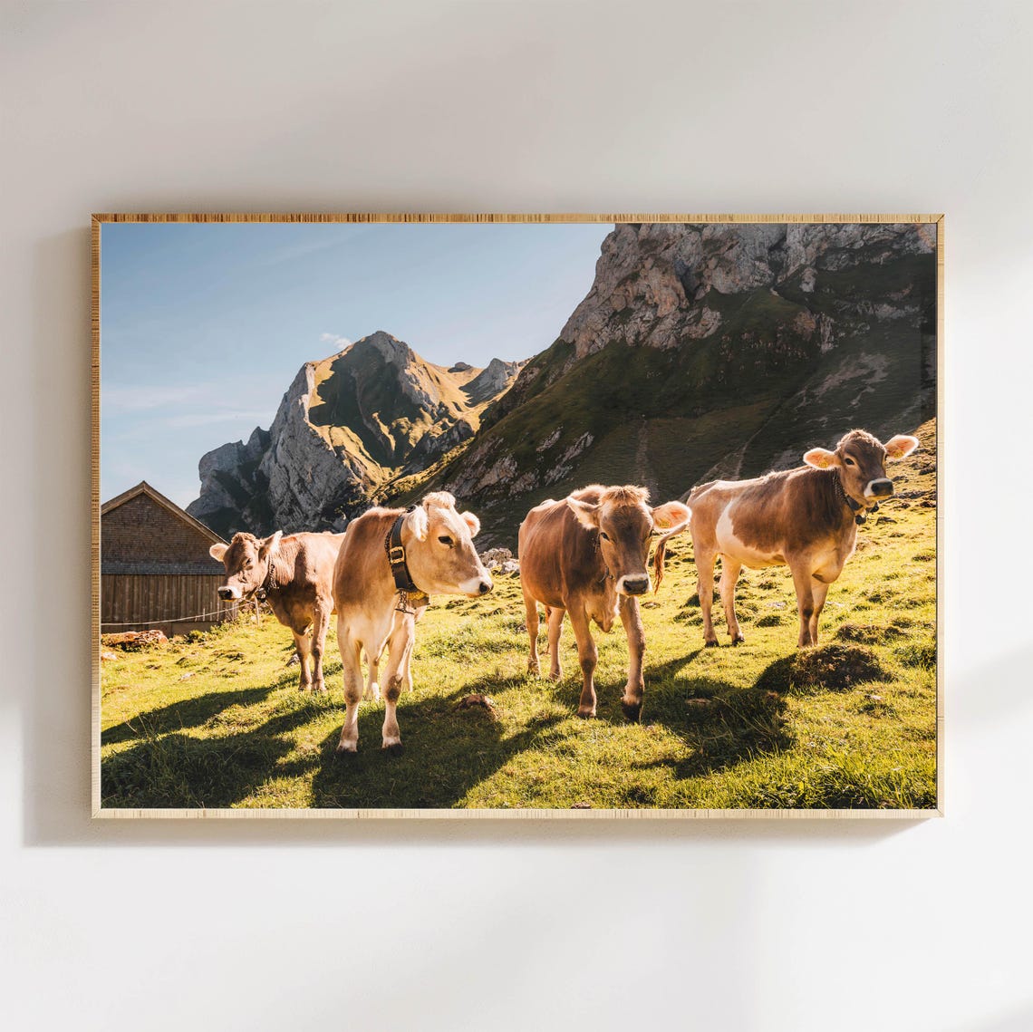 Brown Cows in a Sunny Alpine Meadow with Mountain Views Poster