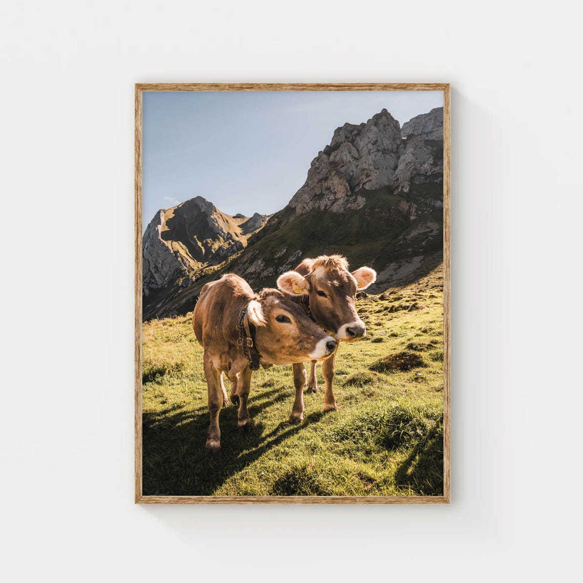 Two Curious Alpine Cows In Mountain Pasture Swiss Alps Poster