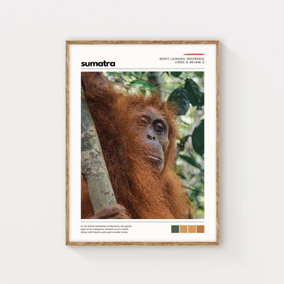 Sumatra Orangutan Wall Art Rainforest Wildlife Print Nature Photography Decor Indonesian Jungle Poster Animal Conservation Art