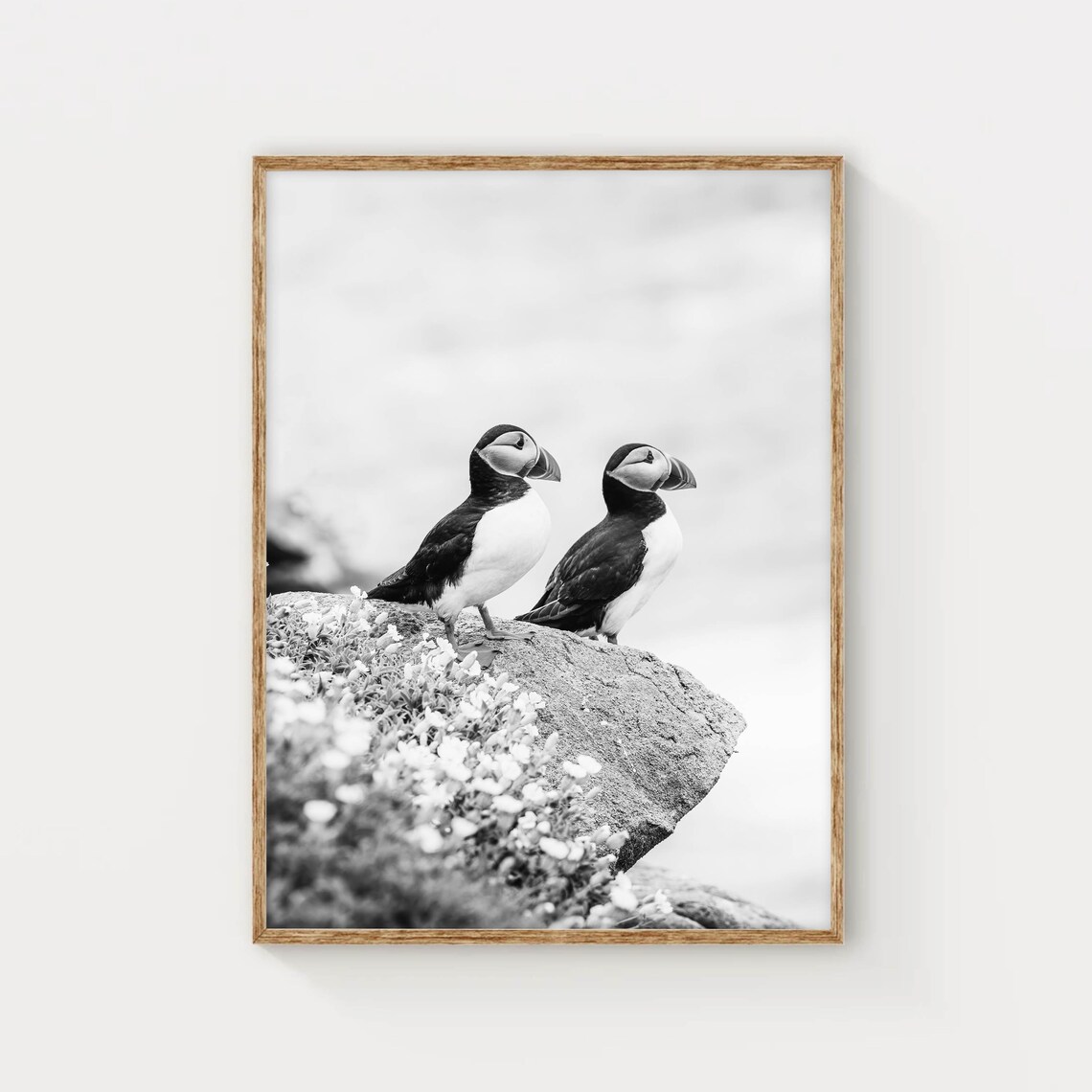 Irish Sea Puffins, Saltee Islands Nature Photo Print