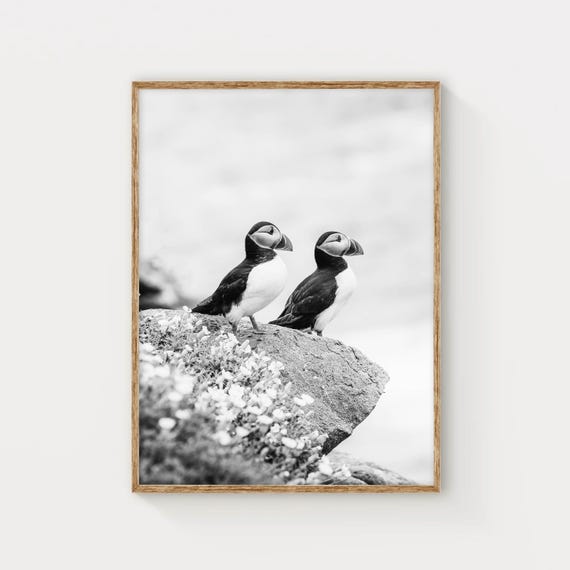 Irish Sea Puffins, Saltee Islands Nature Photo Print