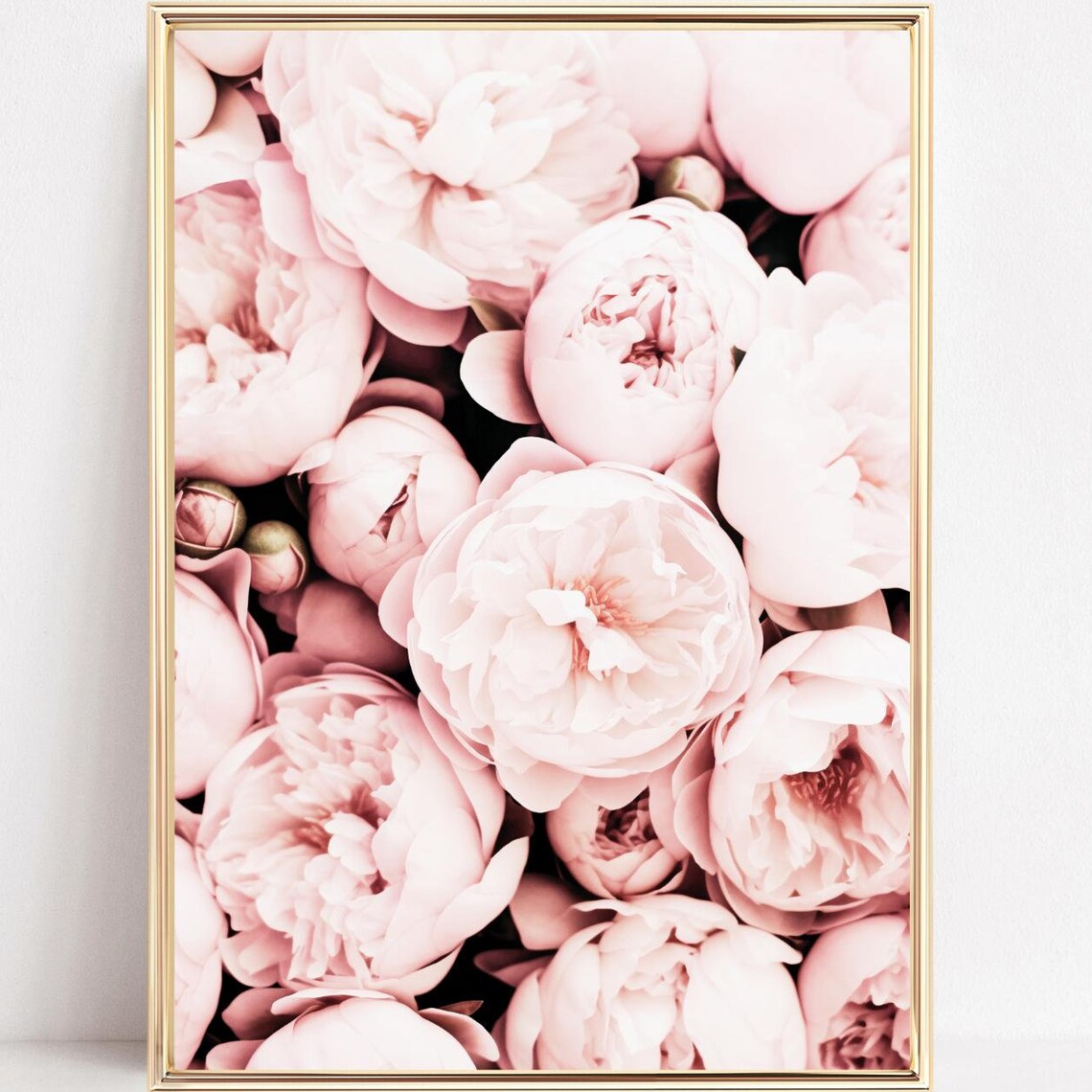 Blush Pink Peony Blooms Close Up Floral Photography Art Poster