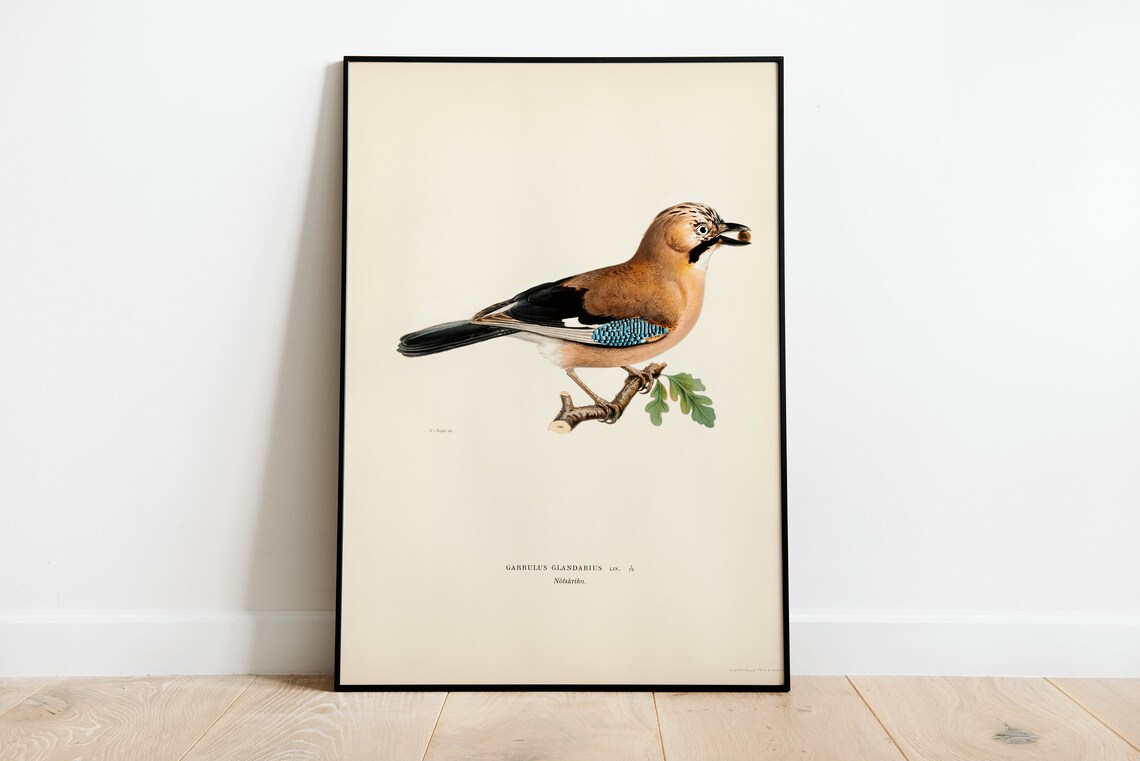 Eurasian Jay Bird Vintage Nature Art Print
