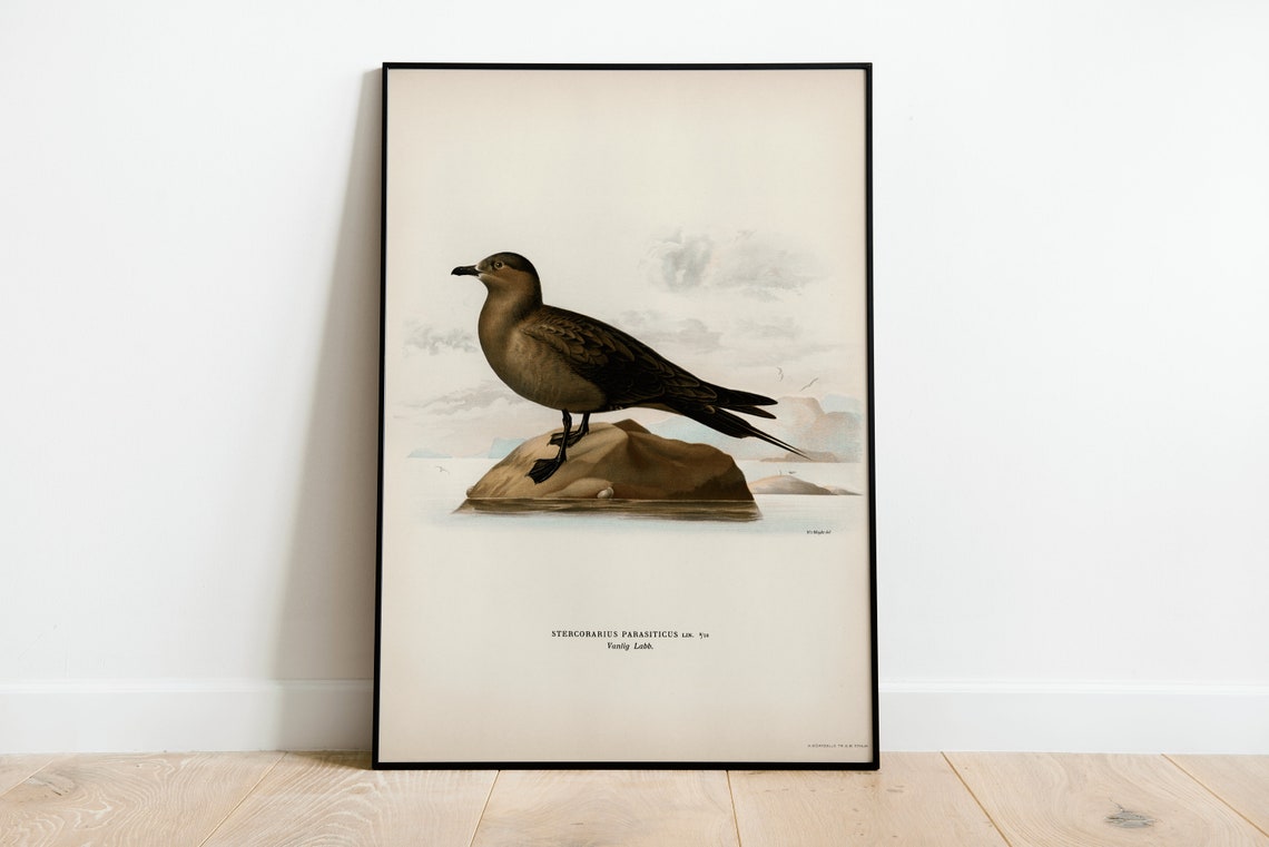 Arctic Skua Seabird Vintage Ornithology Illustration Archival Poster