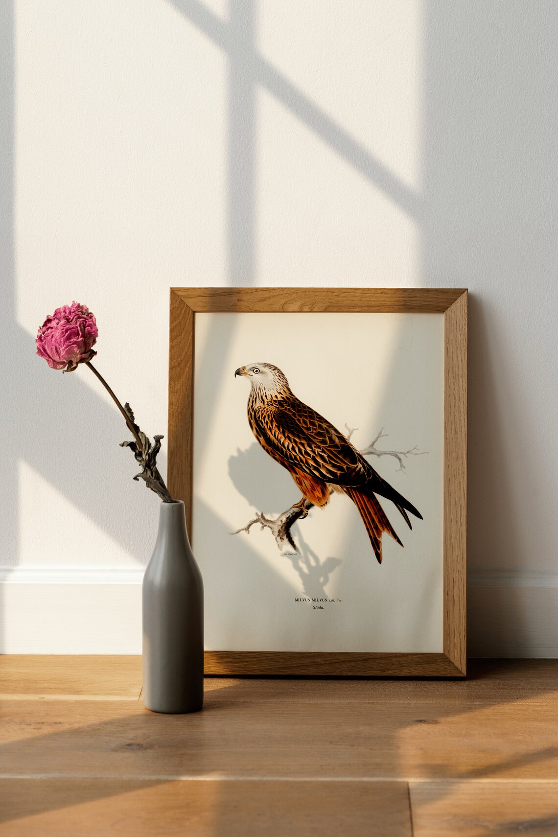 Red Kite Bird of Prey Vintage Nature Art Print - Image 4