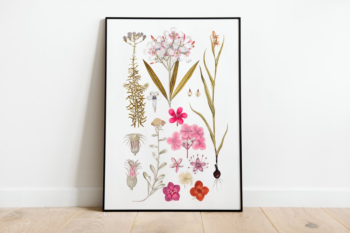 Pink Wildflower Botanical Anatomy Chart Vintage Scientific Wall Poster