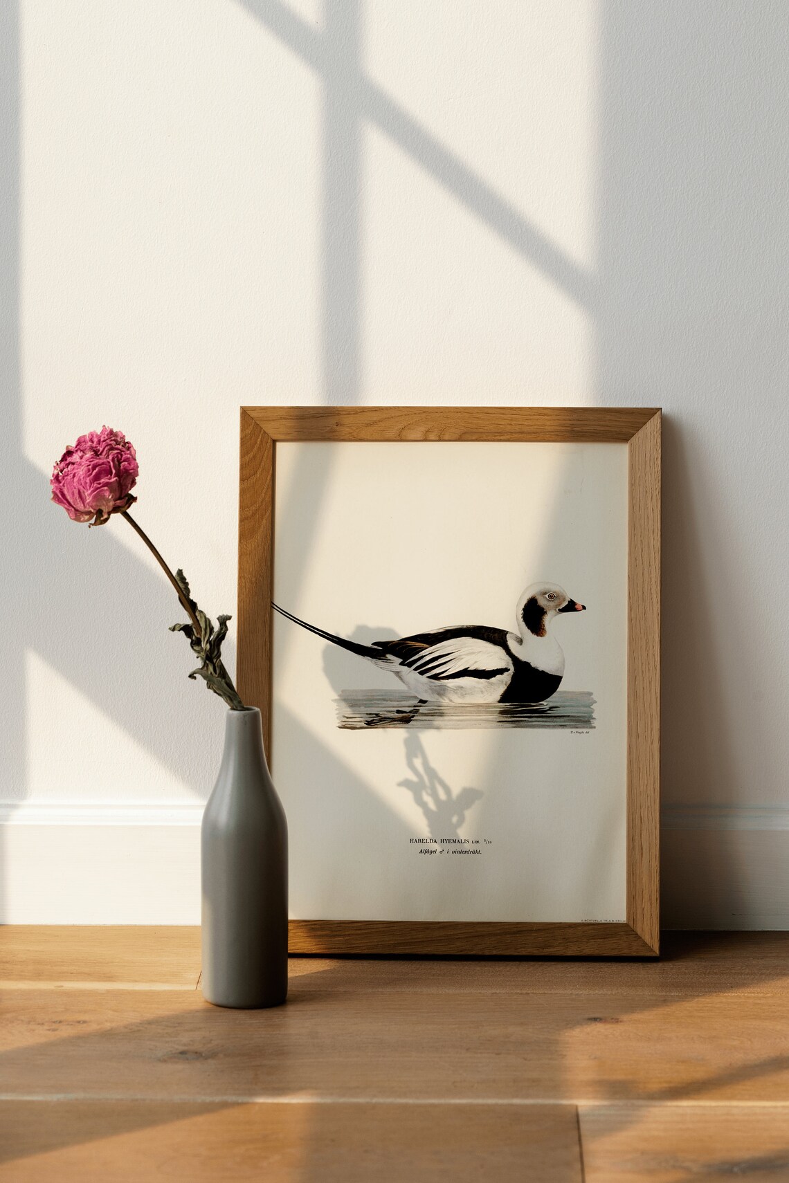 Long Tailed Duck Male Bird Poster, Vintage Nature Art