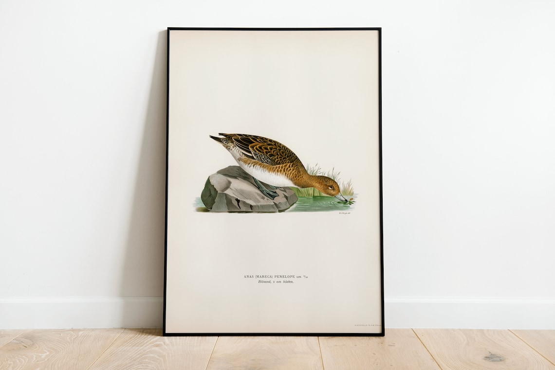 Wigeon Female Duck Vintage Ornithology Bird Art Archival Poster