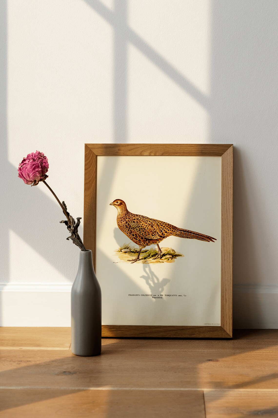 Pheasant Female Bird Vintage Nature Art Print - Image 4