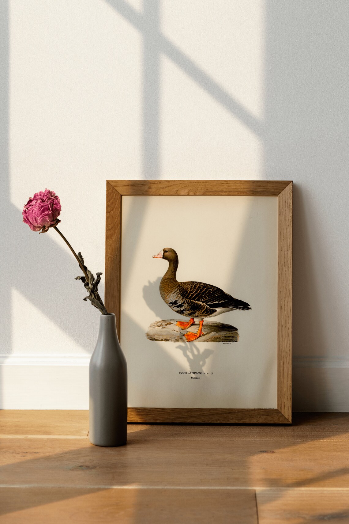 Greater White-Fronted Goose Vintage Nature Art Print - Image 4