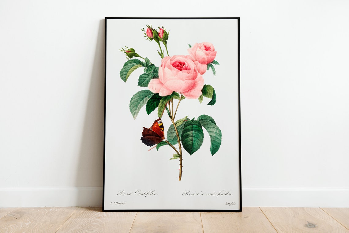 Pink Rosa Centifolia Rose by Redoute Vintage Botanical Poster