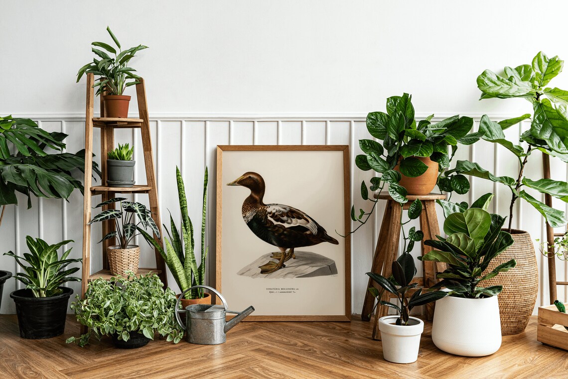 Eider Duck Seabird Vintage Ornithology Illustration Archival Poster - Image 3