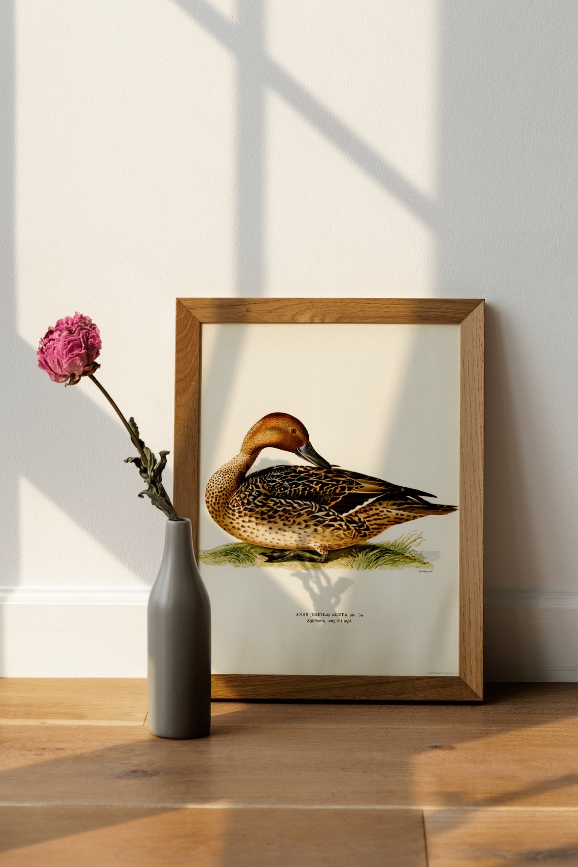 Northern Pintail Duck Vintage Natural History Print Waterfowl Artwork - Image 4