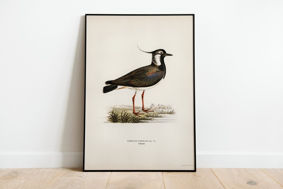 Lapwing Bird Vintage Nature Art Print Poster