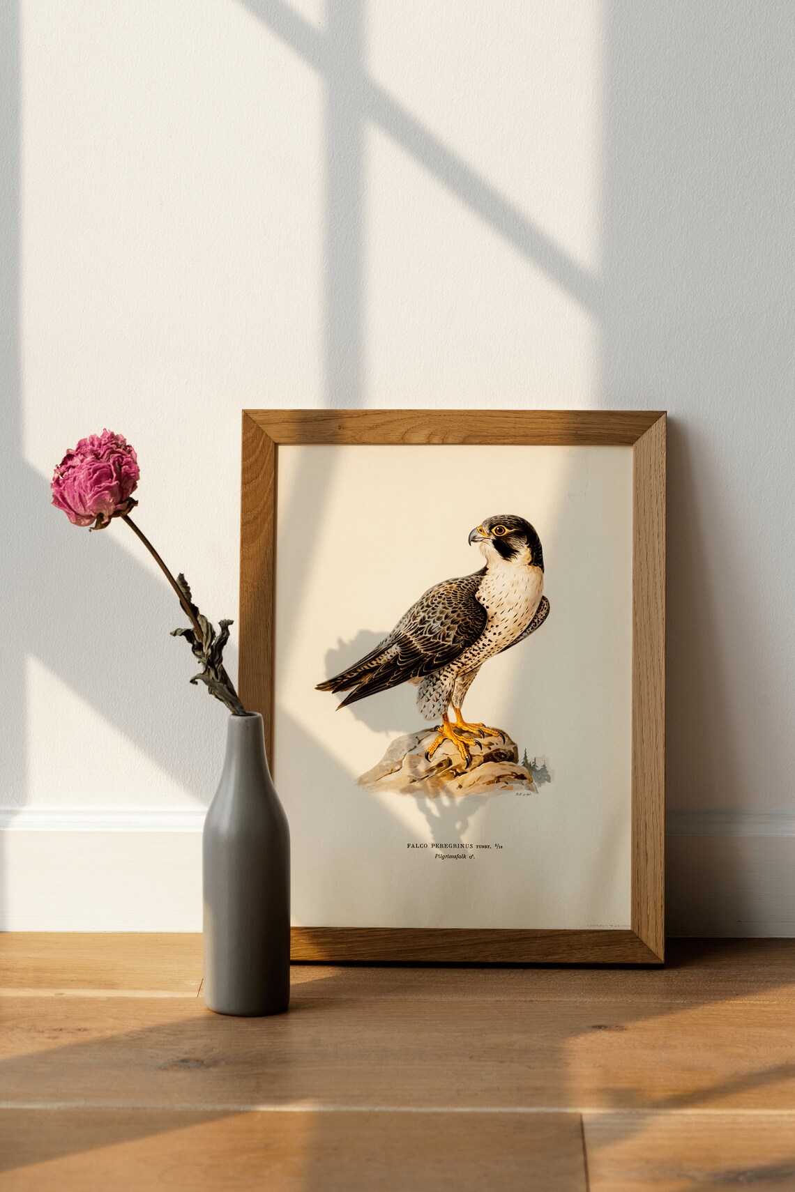 Peregrine Falcon Vintage Nature Art Print - Image 4