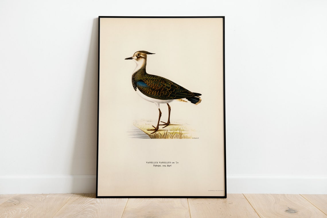 Vintage Lapwing Wader Bird Antique Ornithology Illustration Poster
