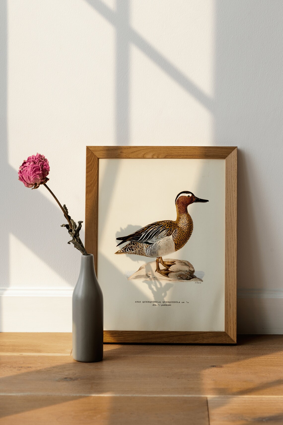 Garganey Male Duck Vintage Nature Art Print
