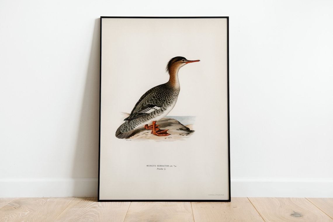 Red Breasted Merganser Female Vintage Bird Illustration Poster