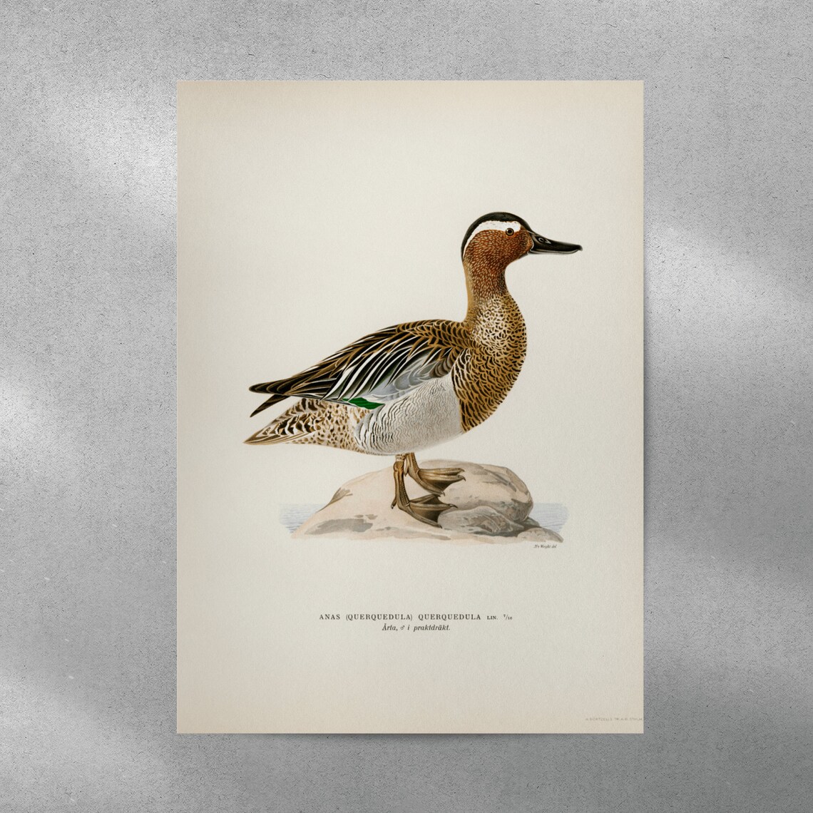 Garganey Male Duck Vintage Nature Art Print - Image 2